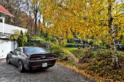 Dodge Challenger als gratis Wallpaper