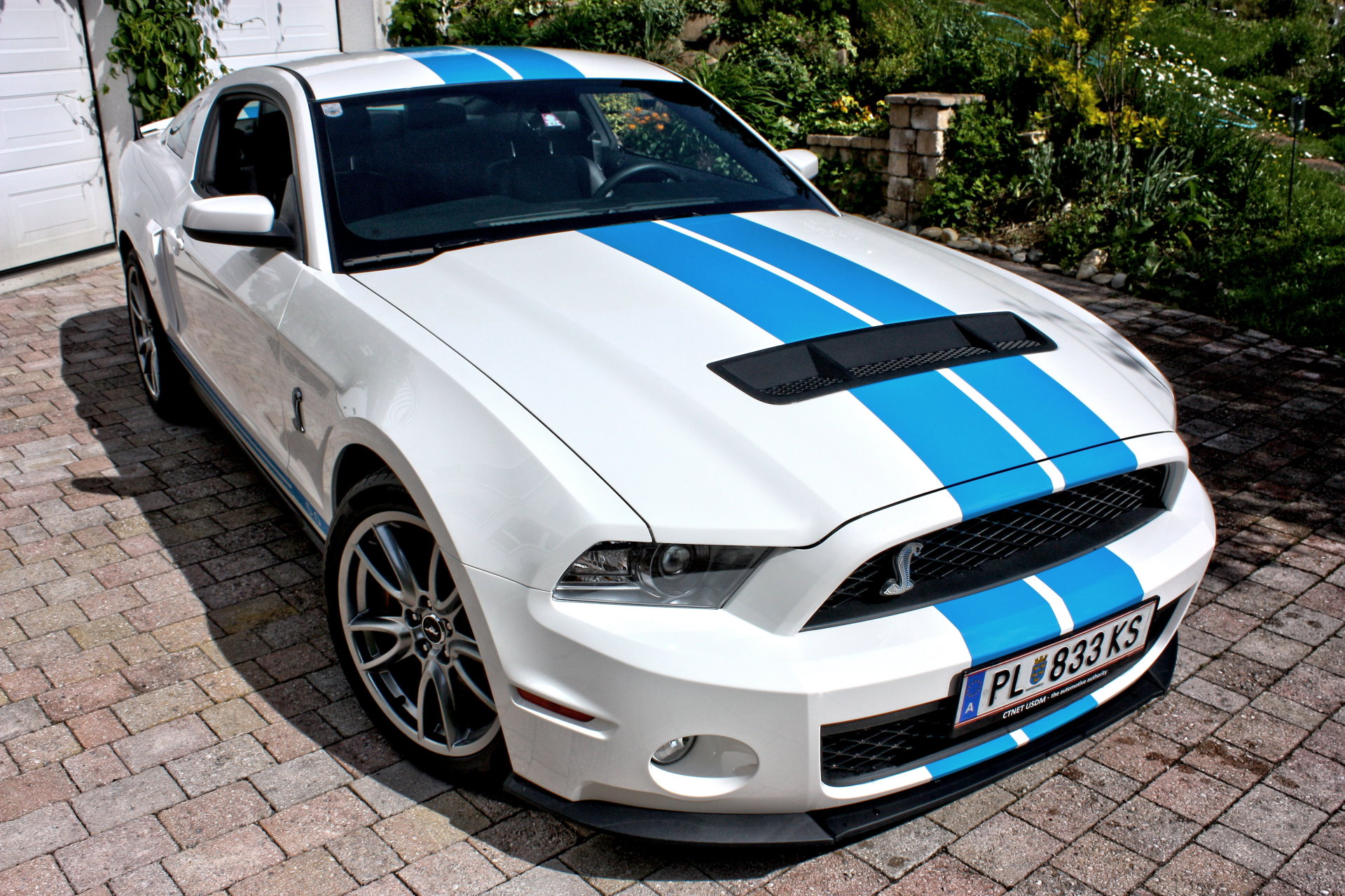 Fahren Sie einen Ford Mustang GT 5.0 Shelby in weiss mit blauen Streifen